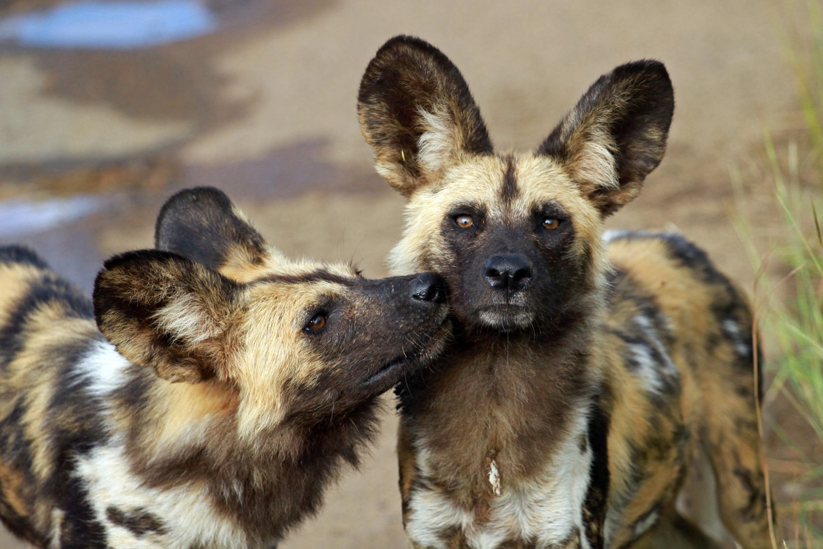 African Wild Dog