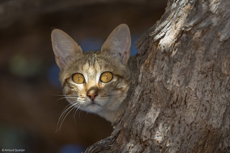 African Wildcat