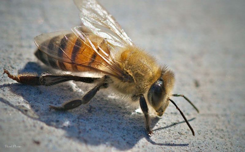 Africanized Honey Bee