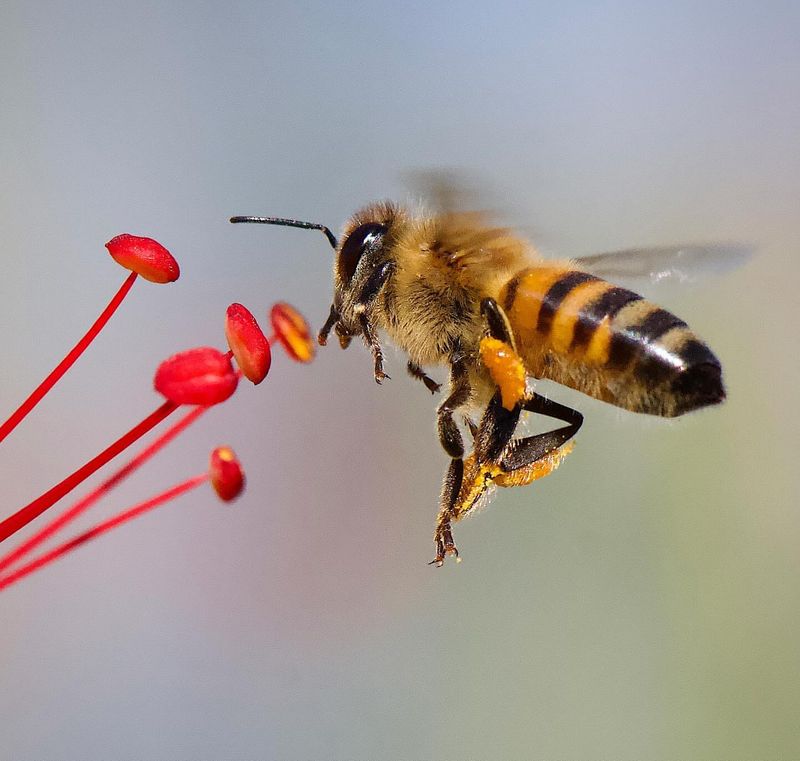 Africanized Honey Bee