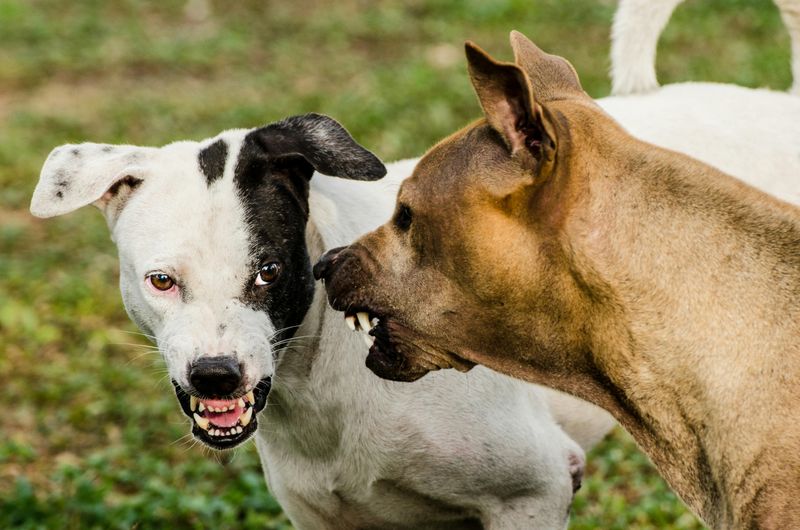 Aggression Towards Other Dogs