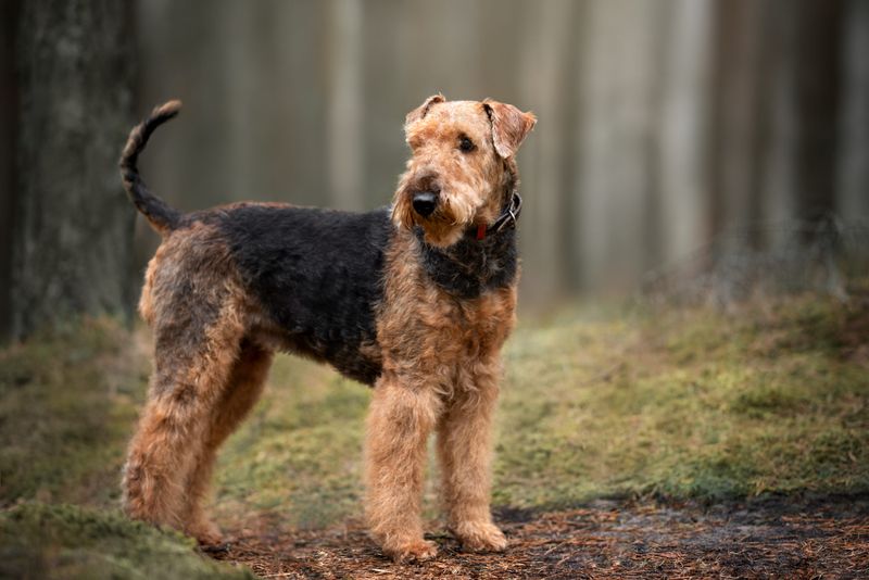 Airedale Terrier