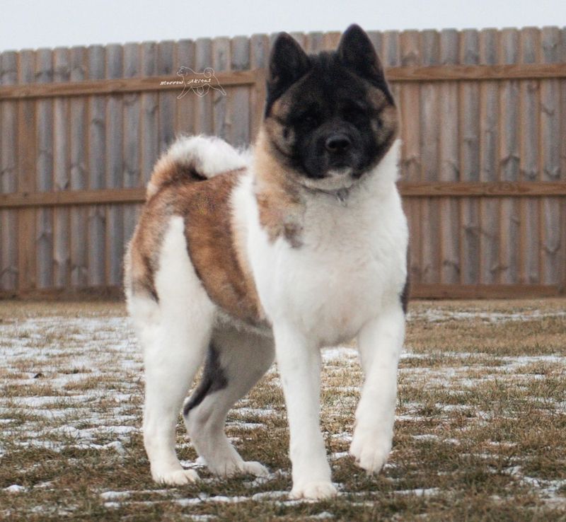 Akita