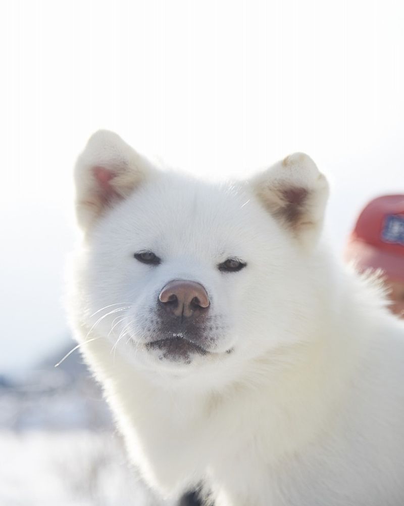 Akita