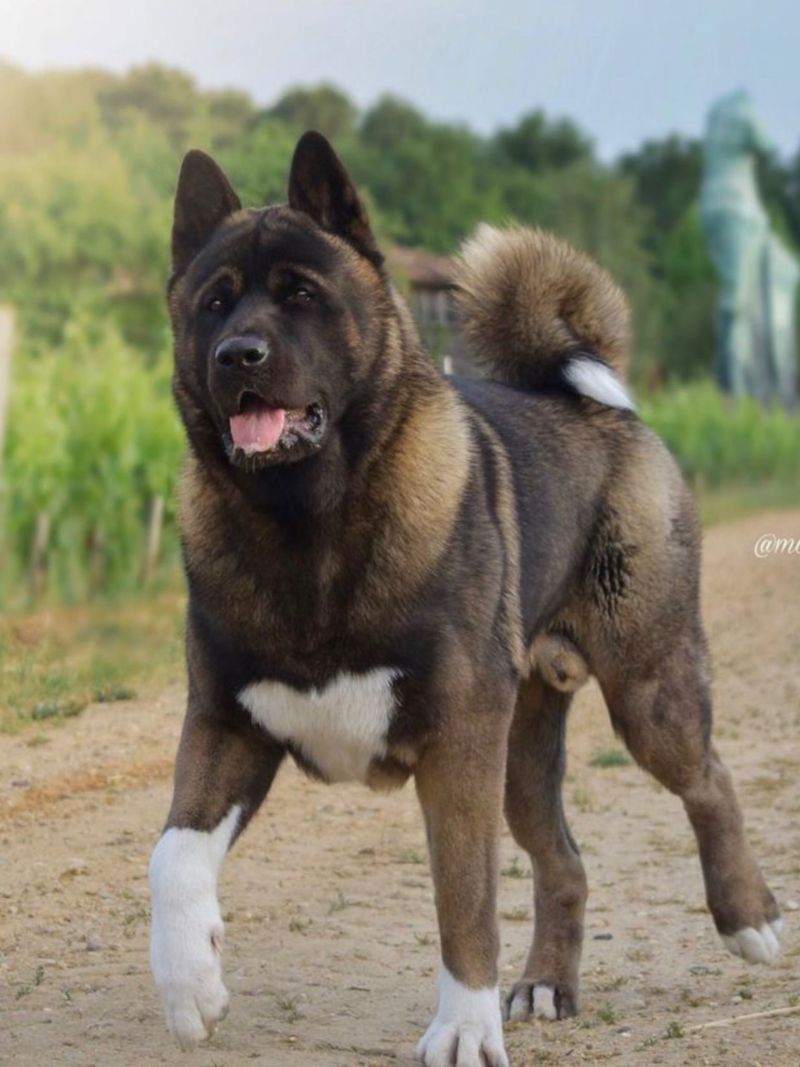 Akita