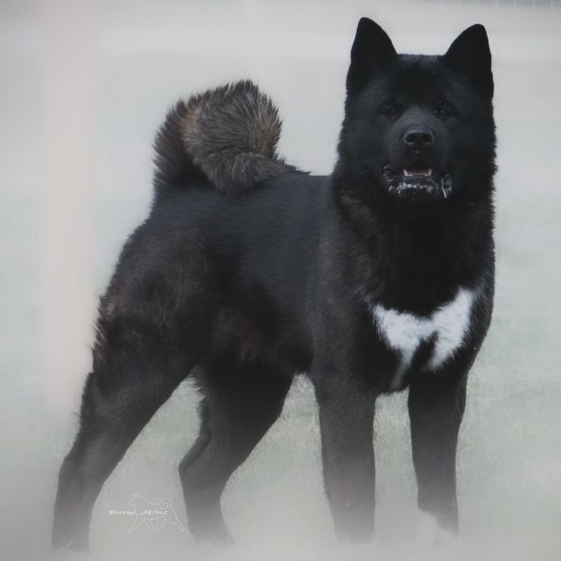 Akita