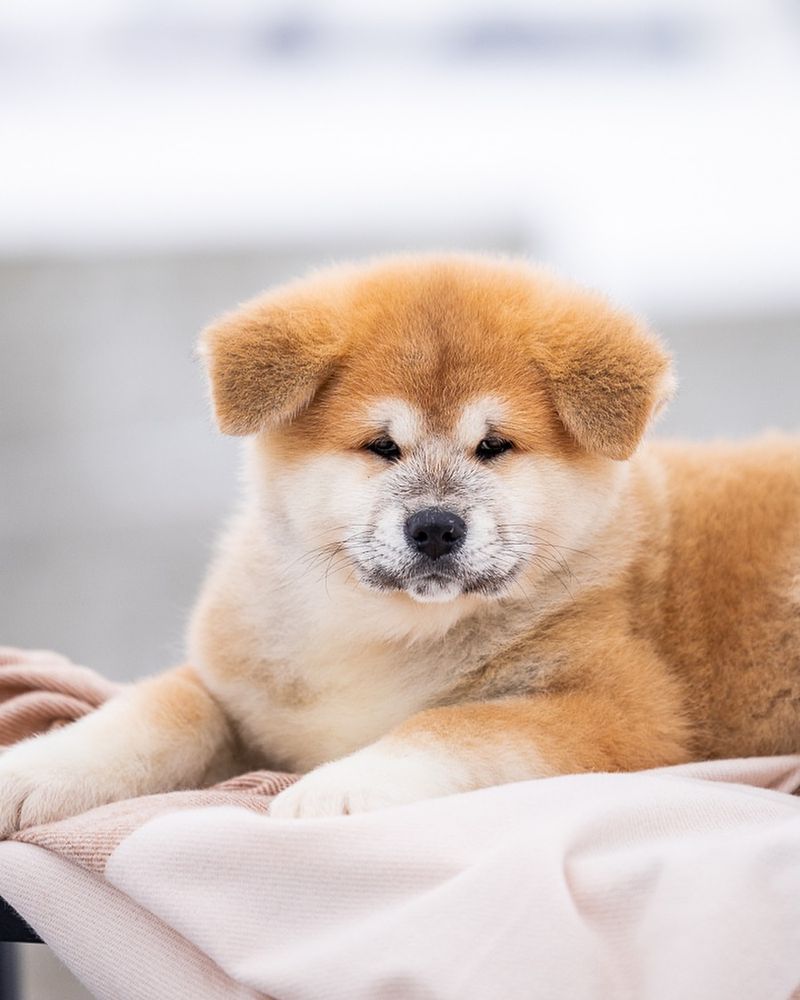 Akita Inu