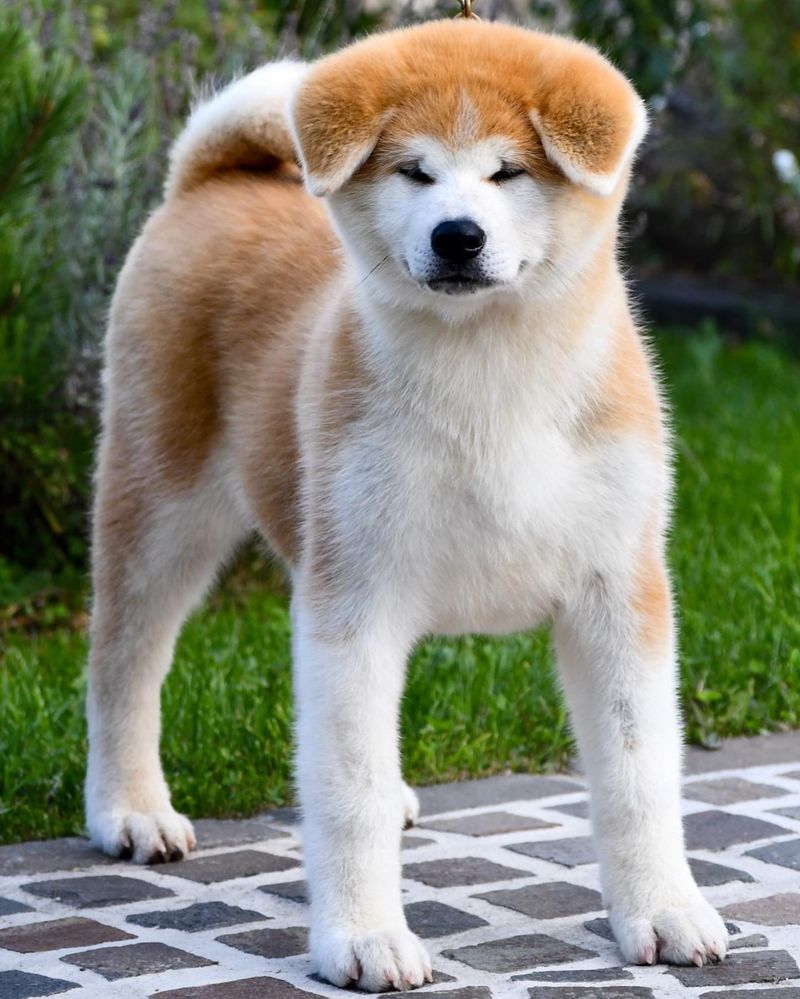 Akita Inu