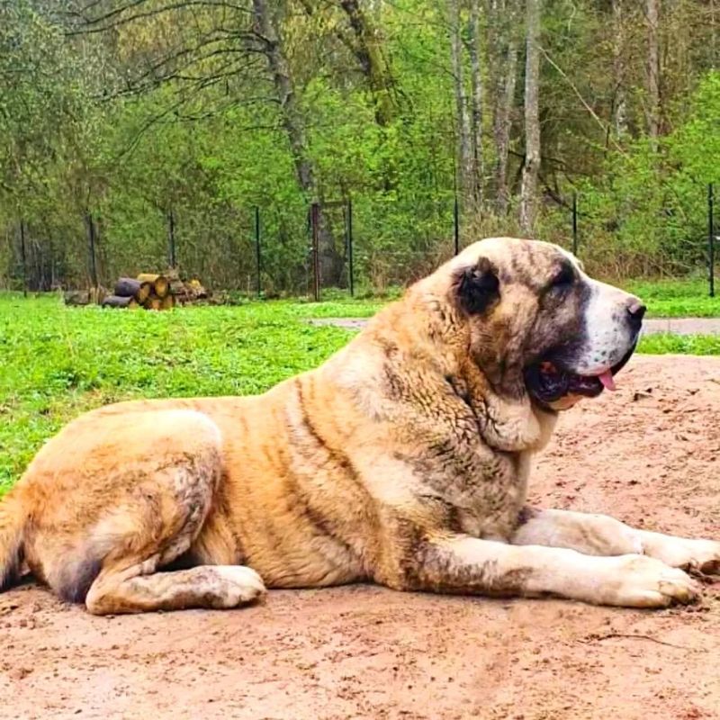 Alabai (Central Asian Shepherd Dog)