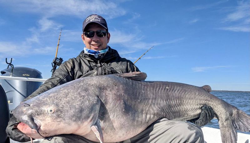 Alabama: Blue Catfish