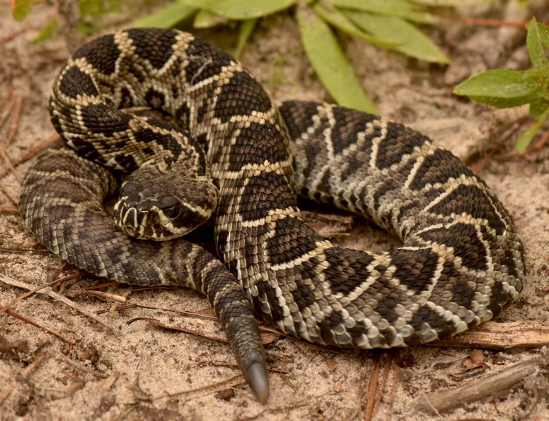 Alabama - Eastern Diamondback Rattlesnake