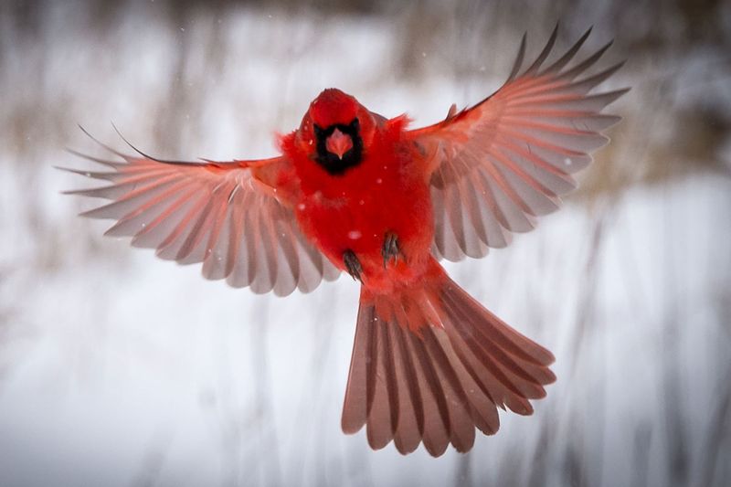 Alabama - Northern Cardinal