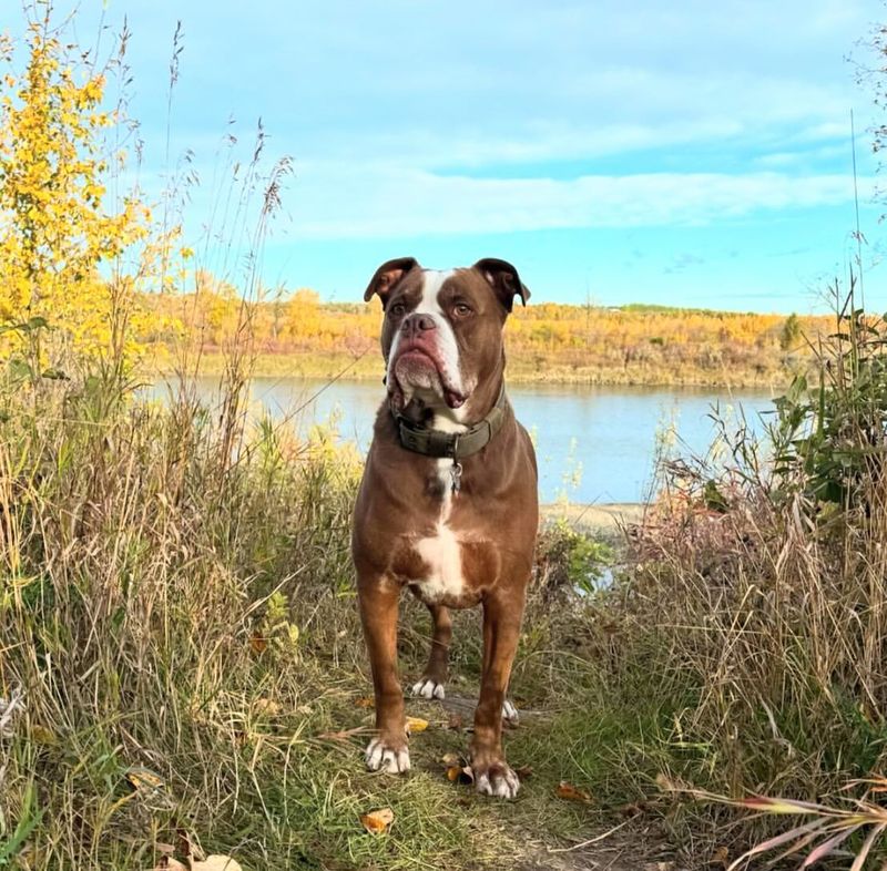 Alapaha Blue Blood Bulldog