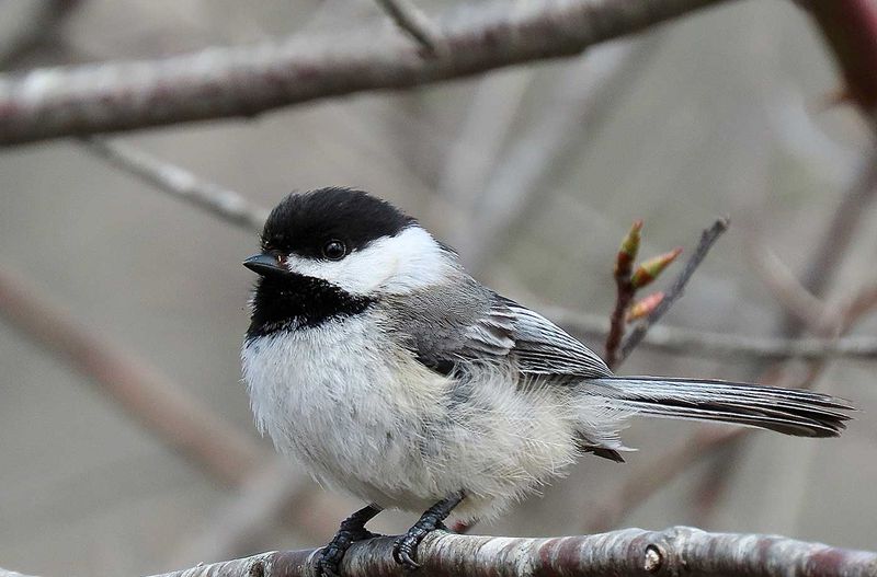 Alaska - Black-capped Chickadee