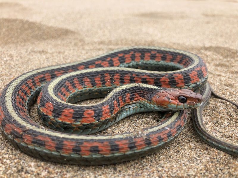 Alaska - Garter Snake