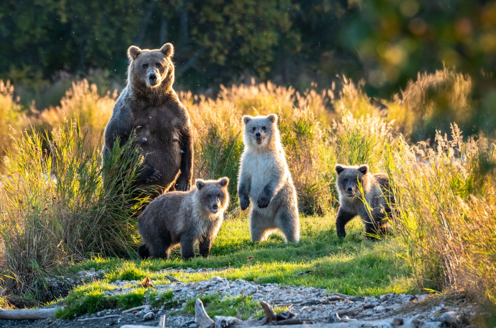 Alaska brown bear