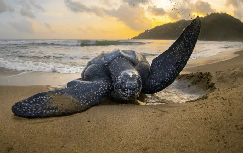 Alaska's Sea Turtles