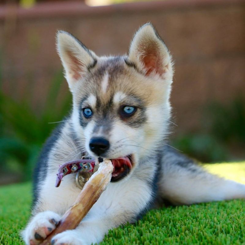 Alaskan Klee Kai