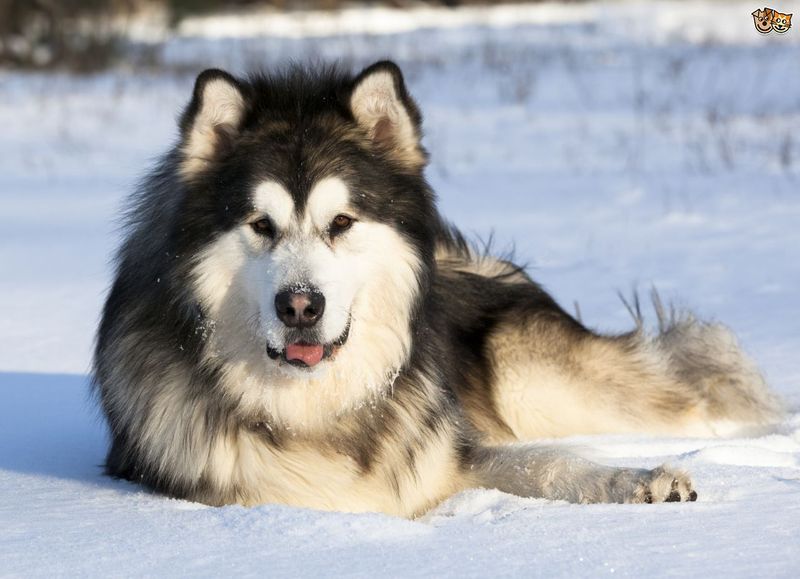 Alaskan Malamute