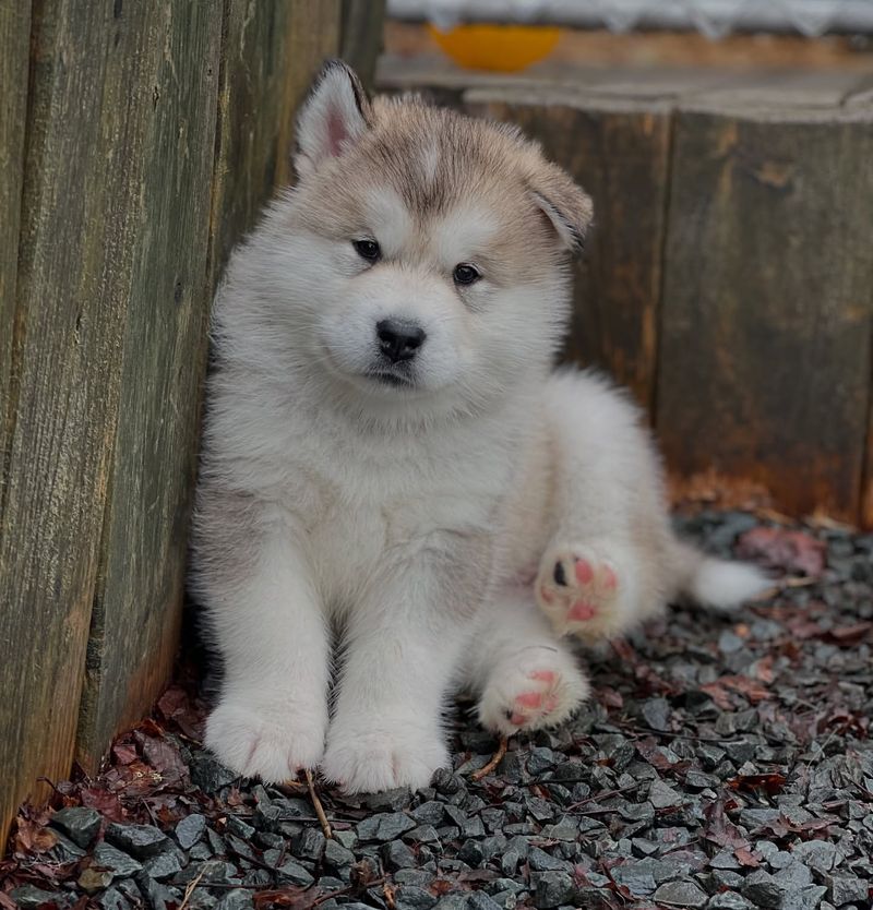 Alaskan Malamute