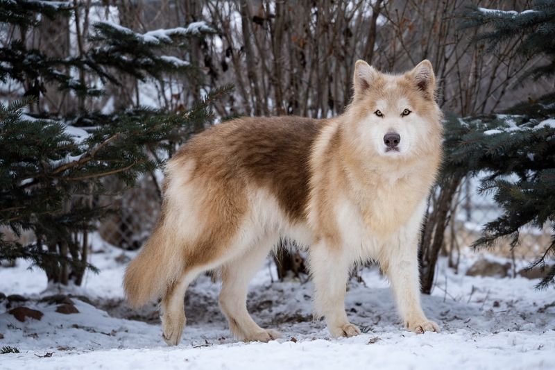 Alaskan Malamute