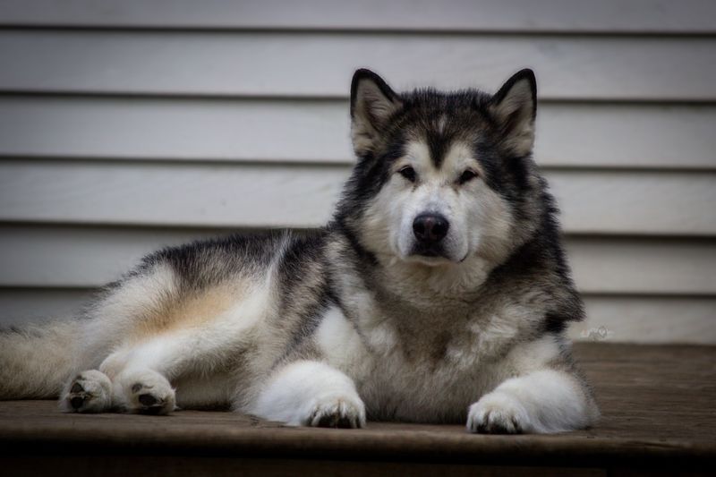 Alaskan Malamute