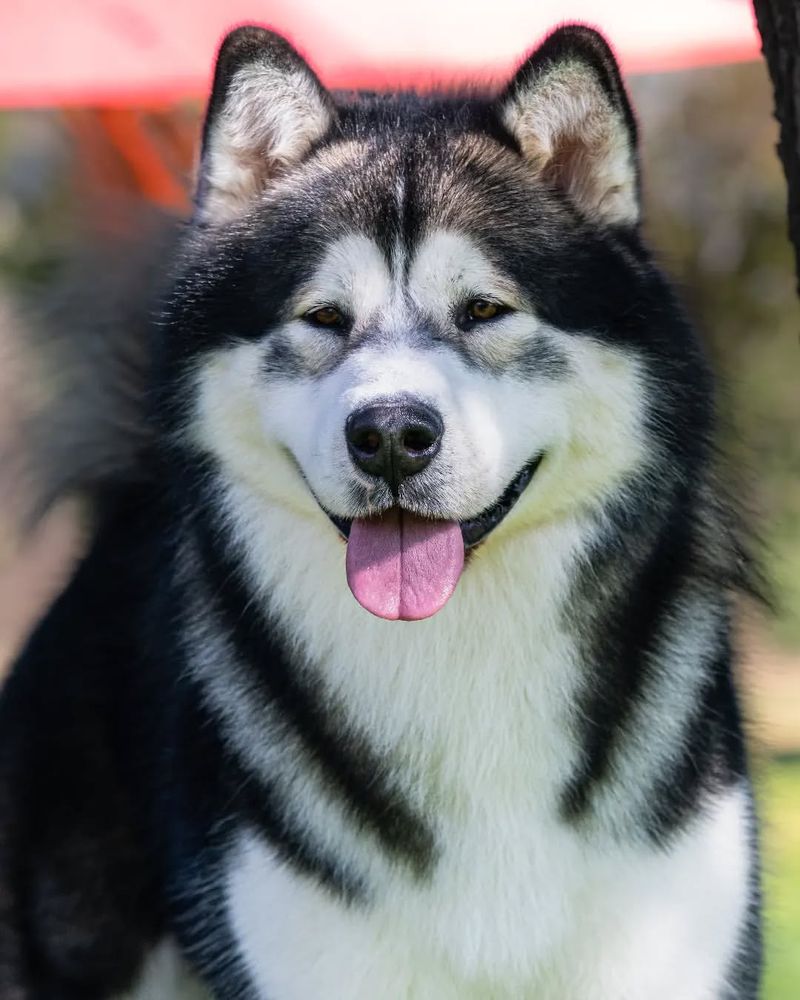 Alaskan Malamute