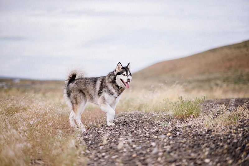 Alaskan Malamute