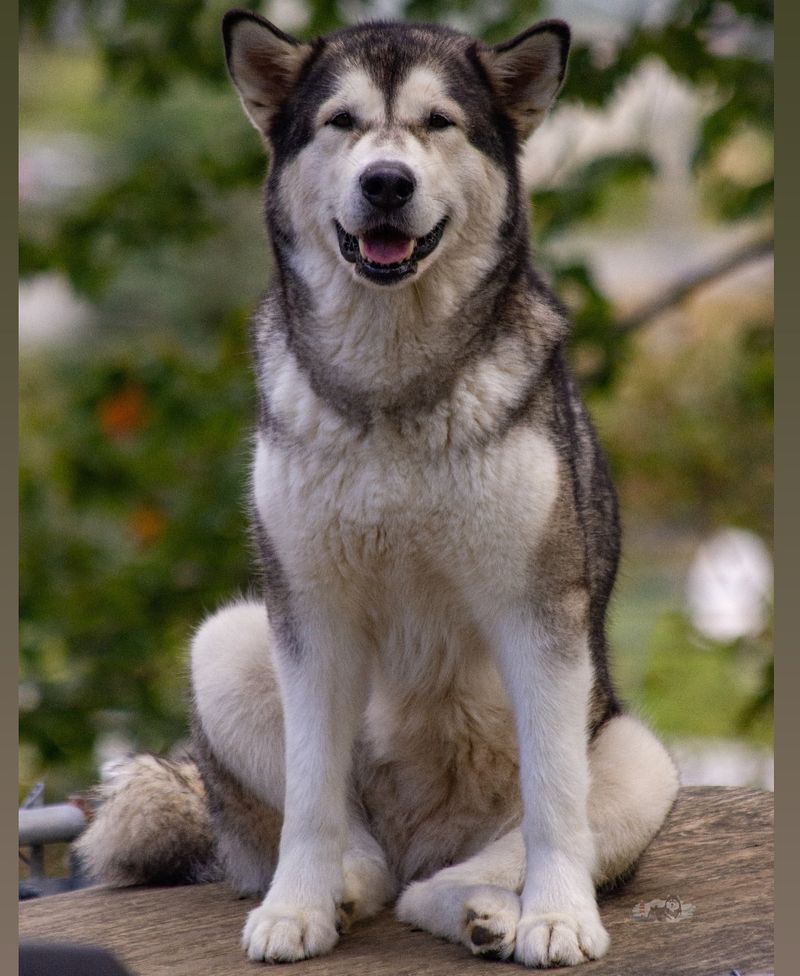 Alaskan Malamute