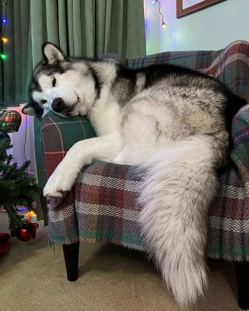 Alaskan Malamute