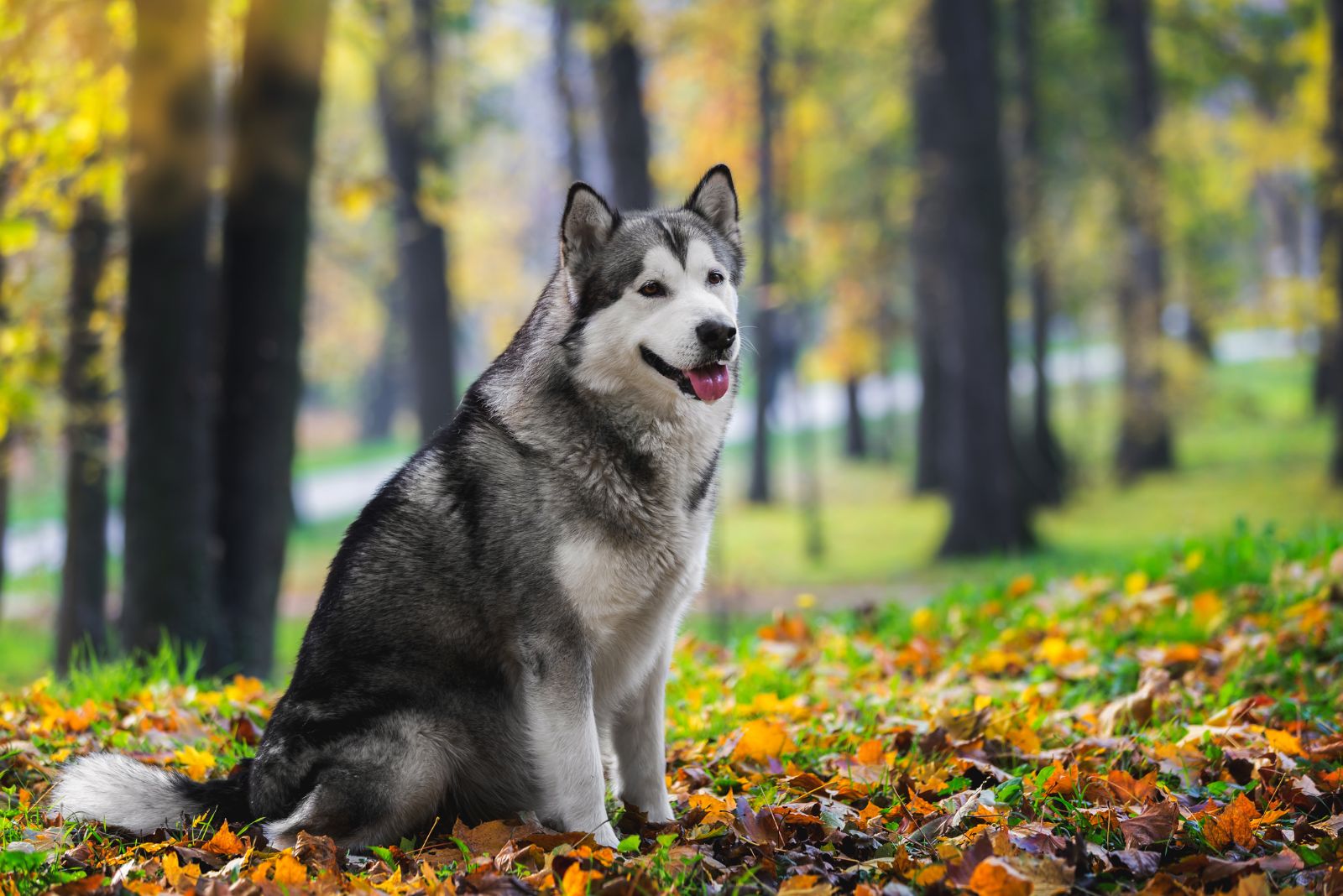 Alaskan Malamute