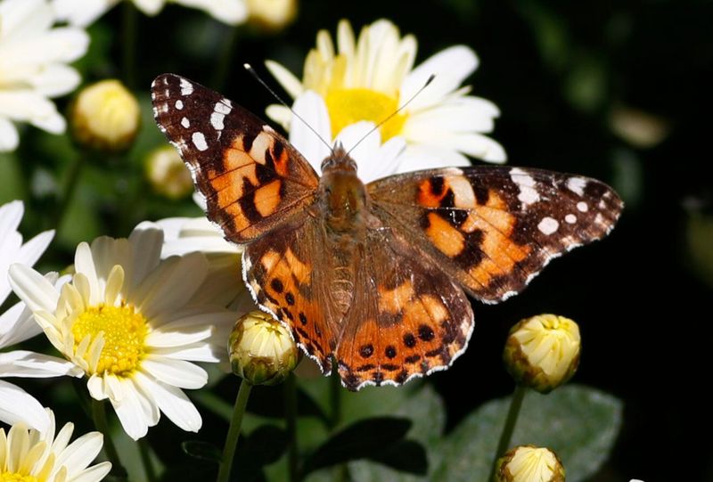 Alaskan Painted Lady Butterfly