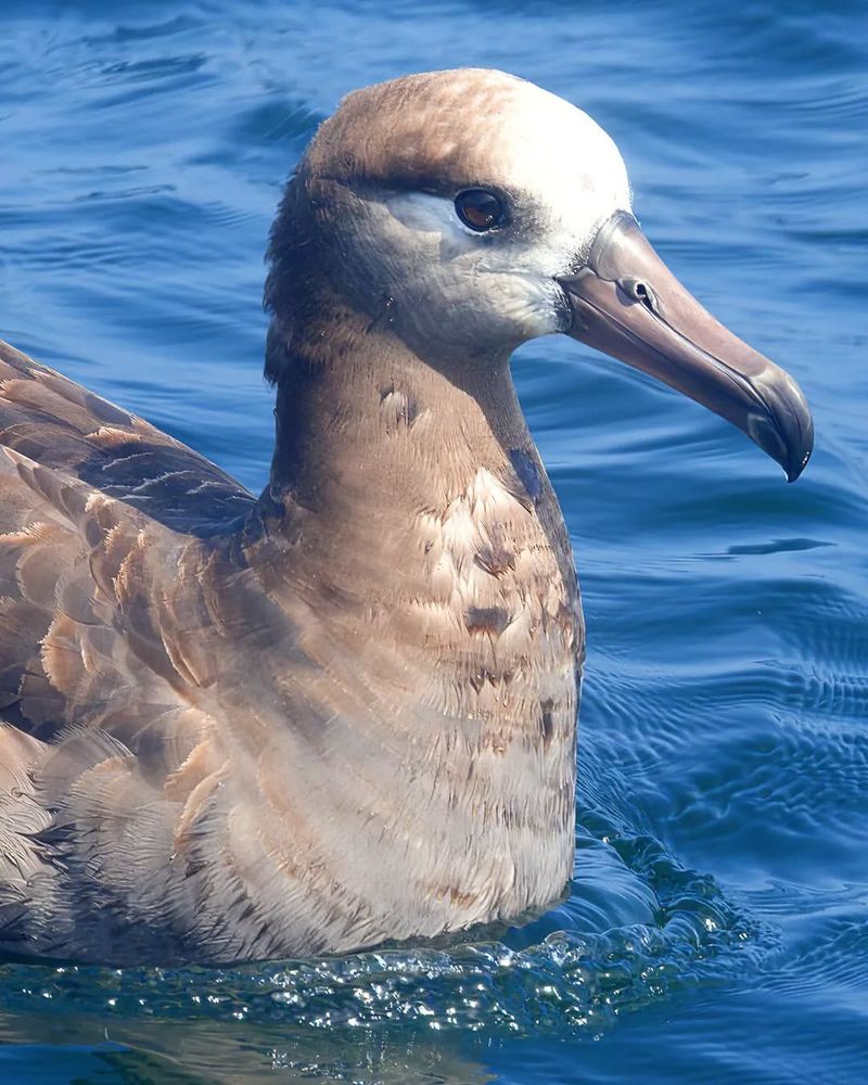 Albatrosses