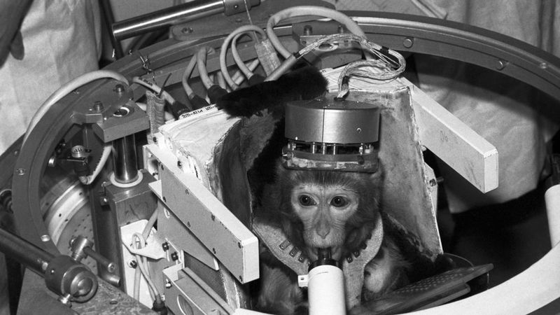 Albert II the Rhesus Monkey