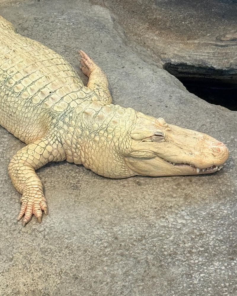 Albino Alligator