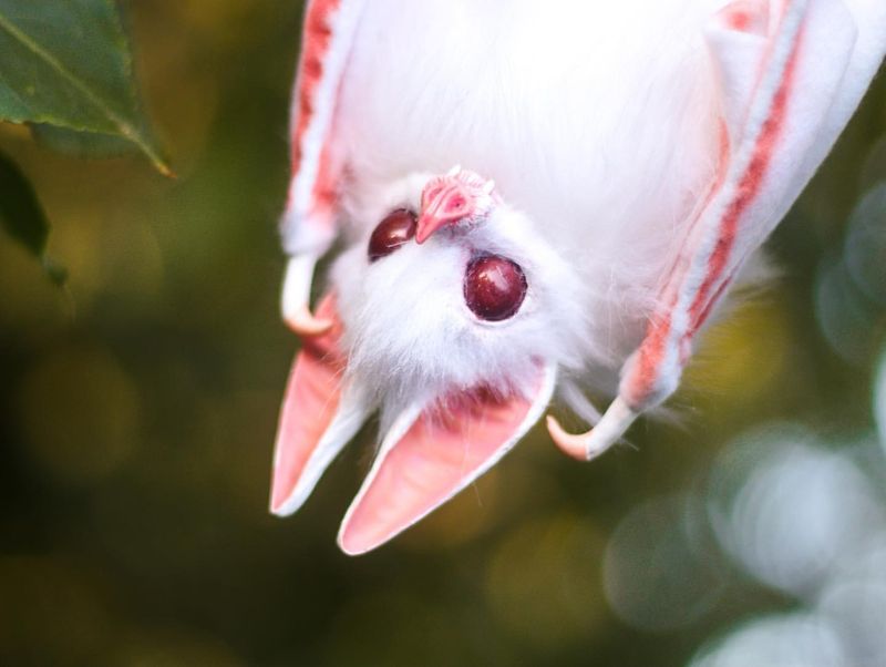 Albino Bat