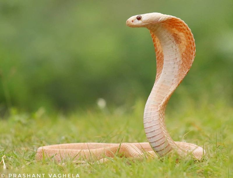 Albino Cobra