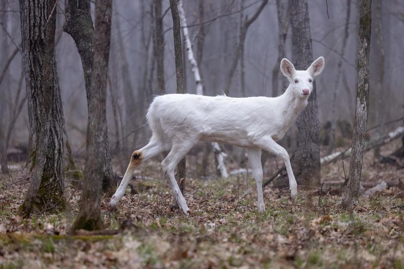 Albino Deer