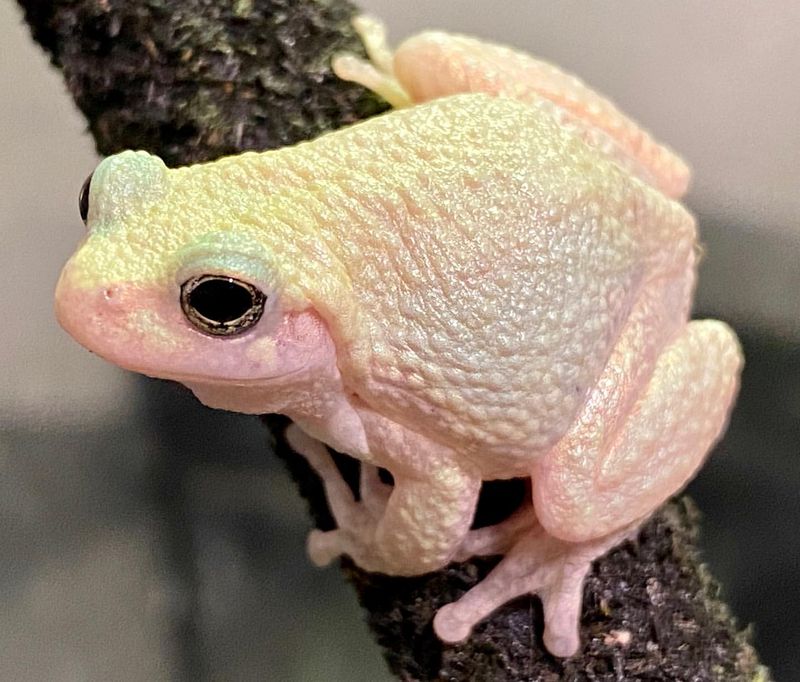 Albino Frog