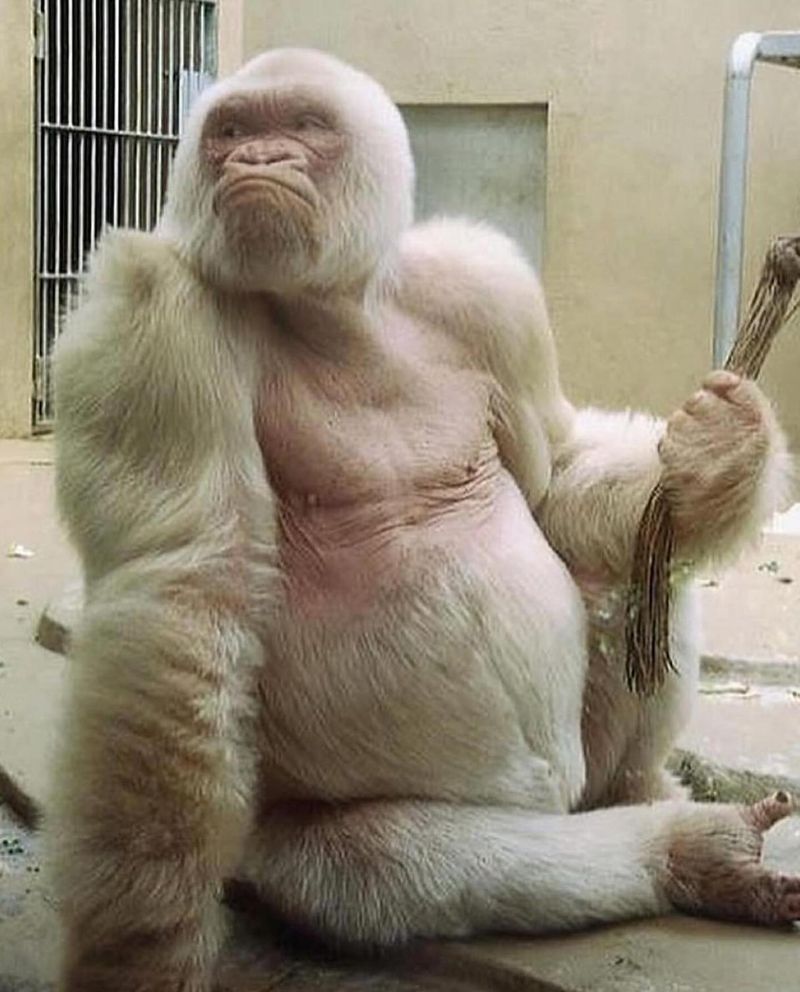 Albino Gorilla