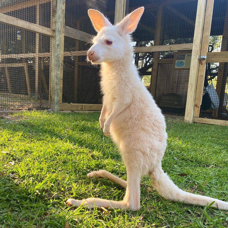 Albino Kangaroo