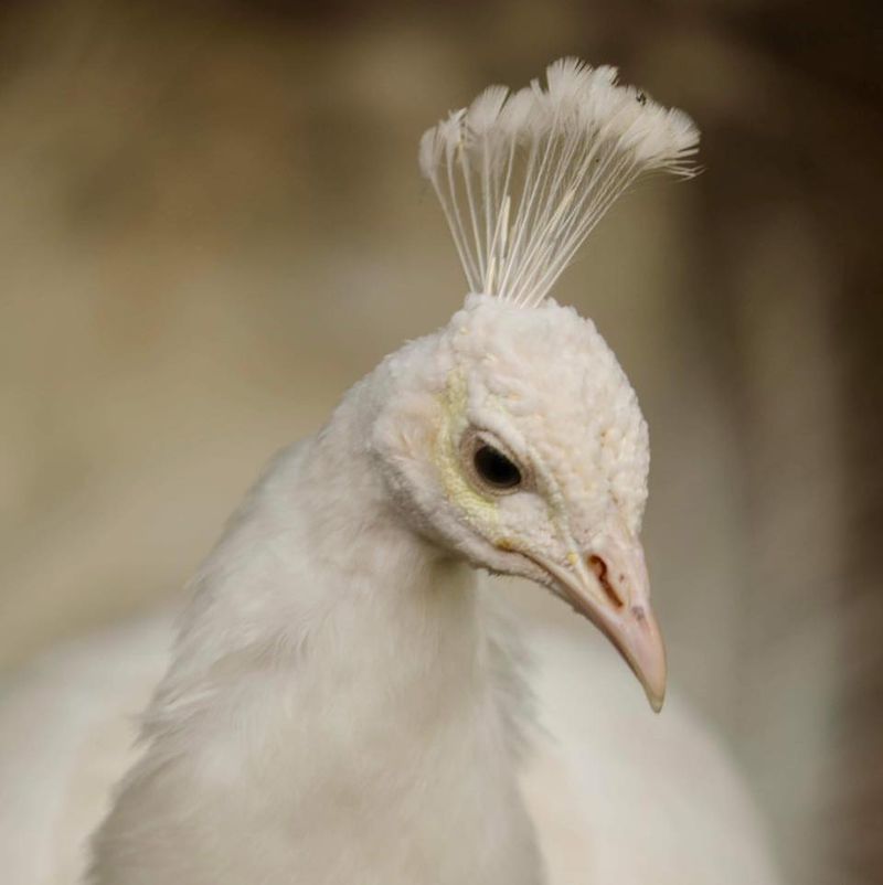 Albino Peacock