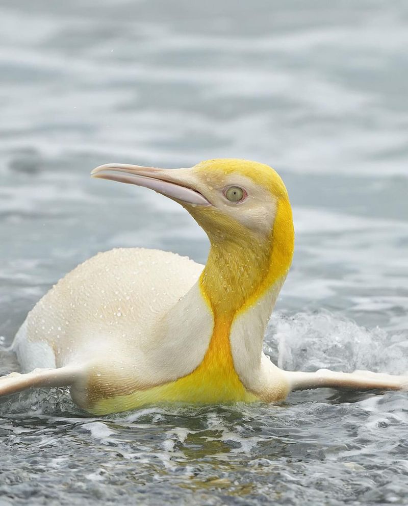 Albino Penguin