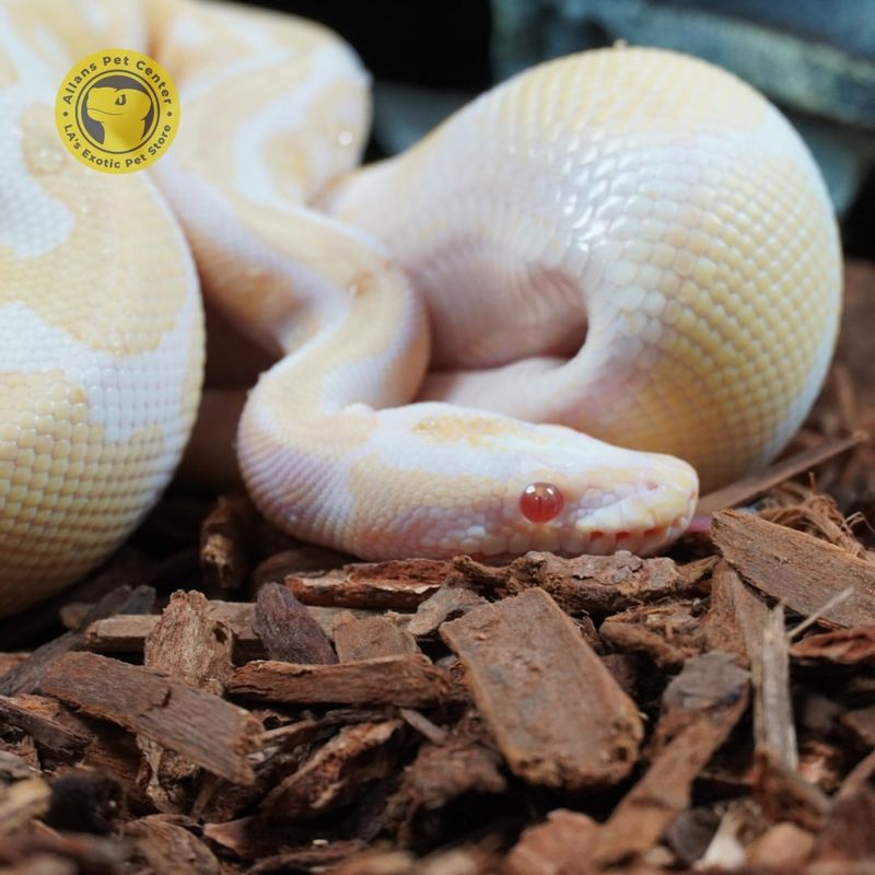 Albino Python