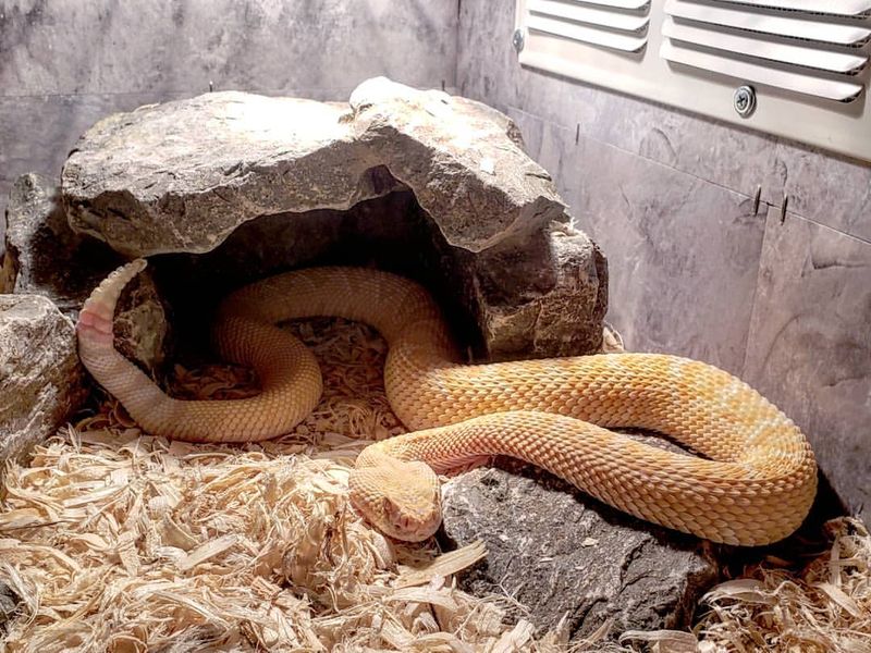 Albino Rattlesnake