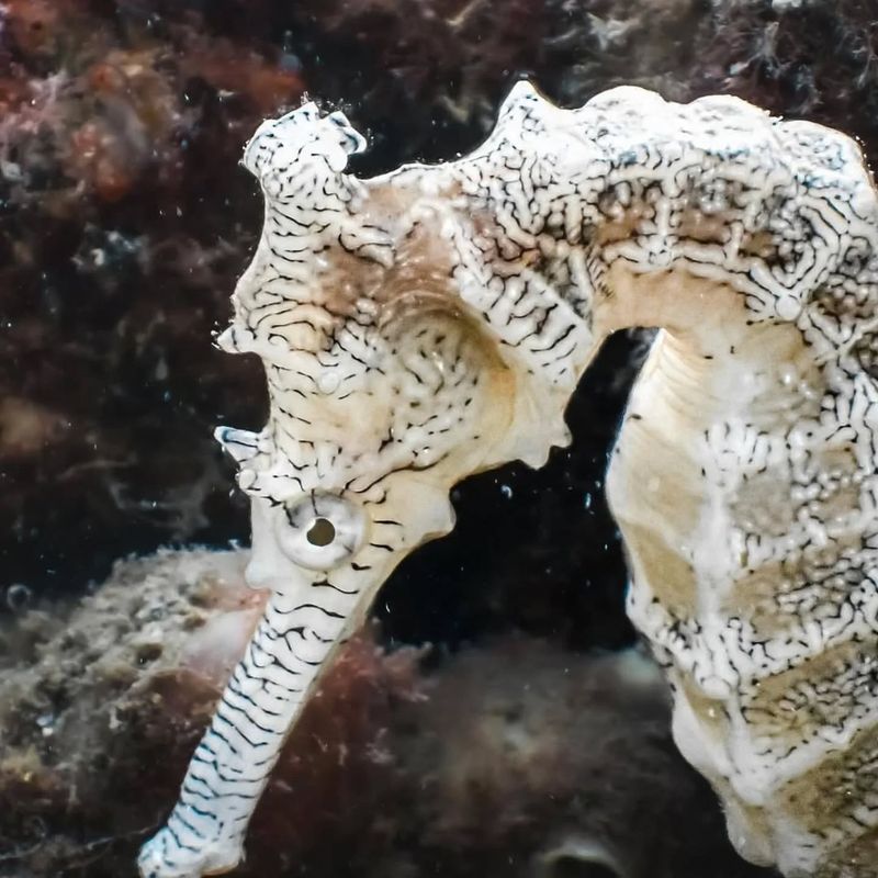 Albino Seahorse