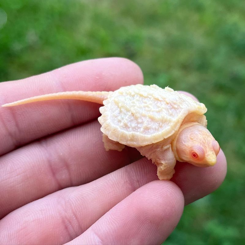 Albino Snapping Turtle