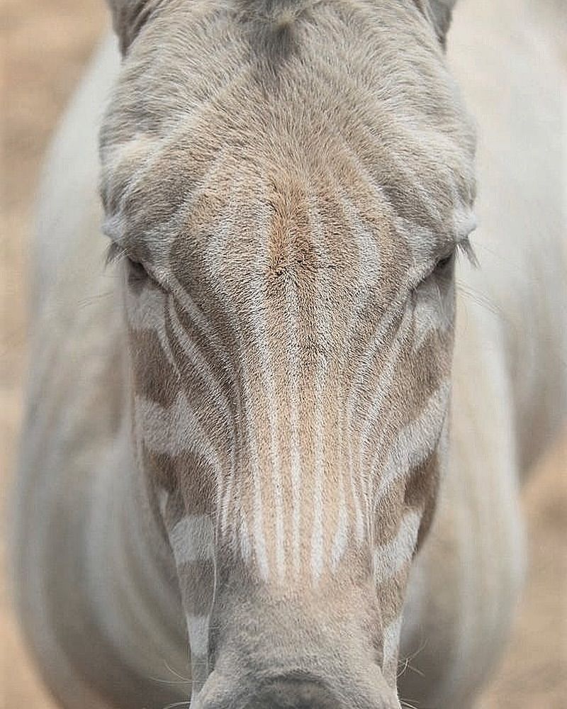 Albino Zebra