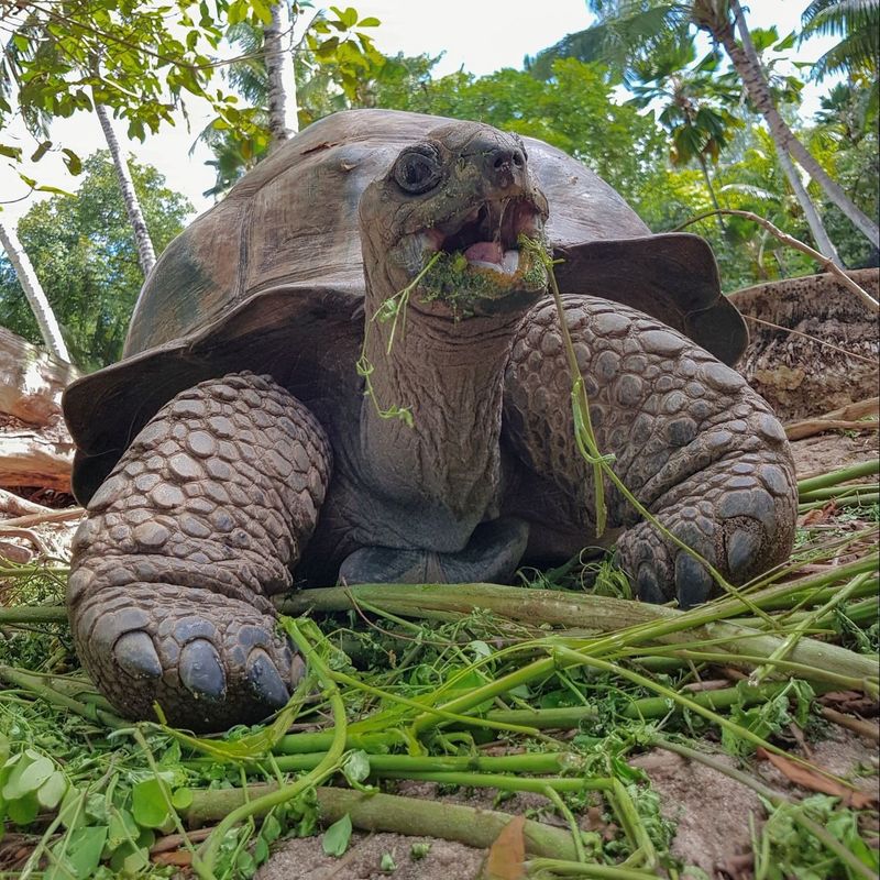 Aldabra Giant Tortoise