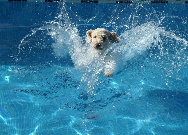 All Dogs Are Natural Swimmers